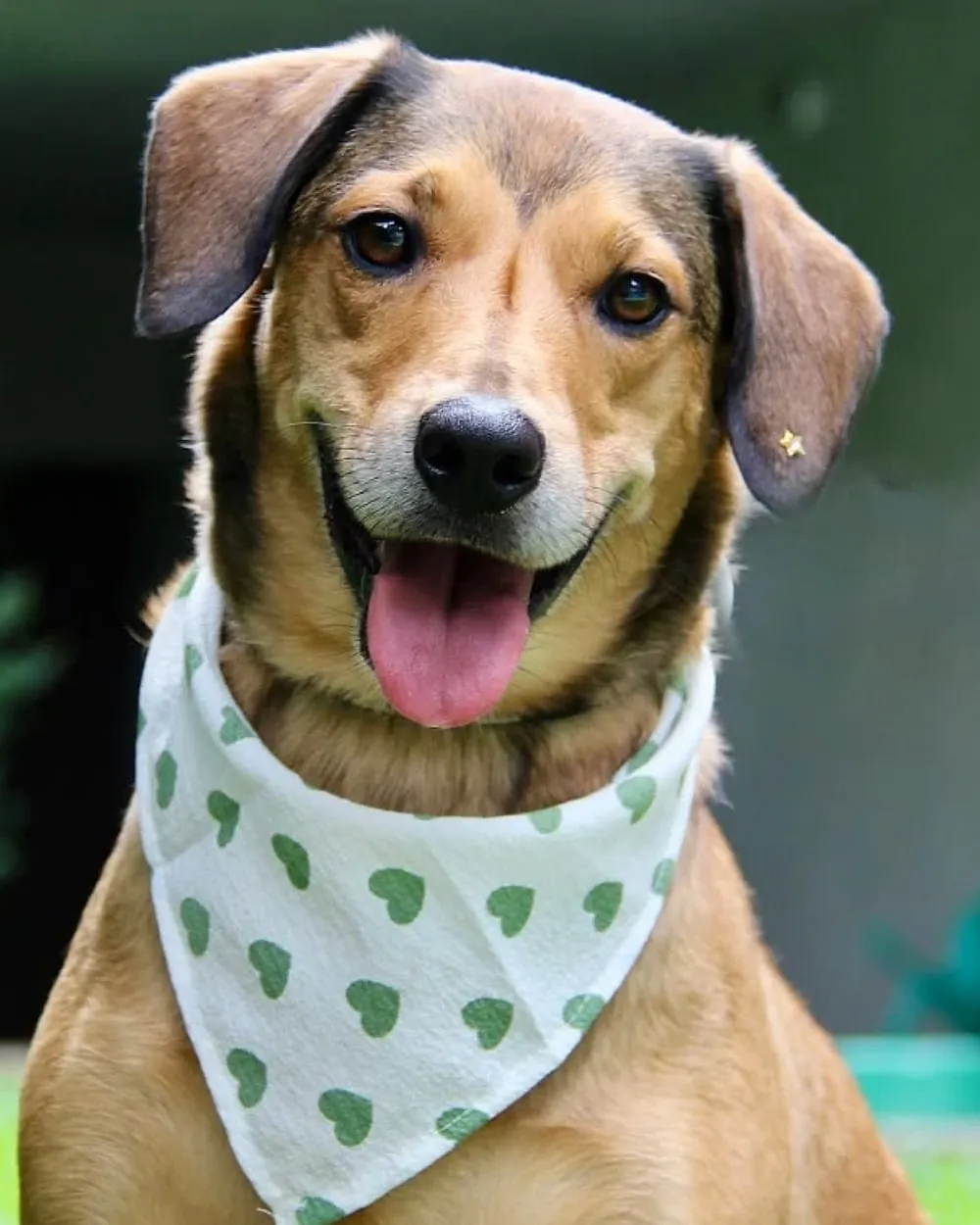 Elis, cachorra resgatada com bandana de corações